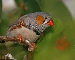 Zebra finches