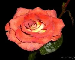 rosa