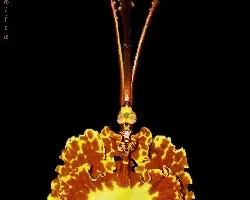 Psychopsis krameriana