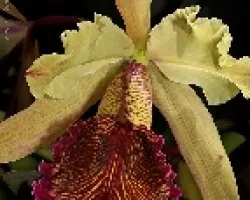 Cattleya dowiana