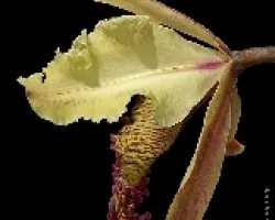 Cattleya dowiana