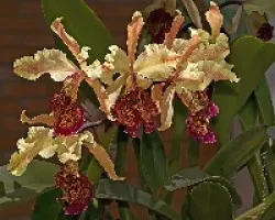 Cattleya dowiana