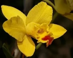 mini cattleya