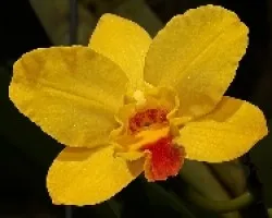 mini cattleya