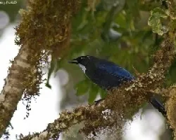 Cyanolyca argentigula