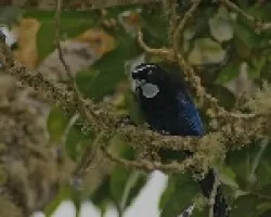 Cyanolyca argentigula