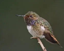 Volcano Hummingbird