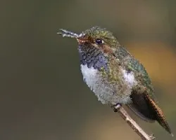 Volcano Hummingbird