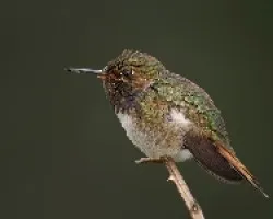 Volcano Hummingbird