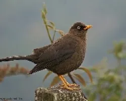 Turdus nigriscens