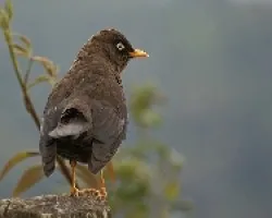 Turdus nigriscens