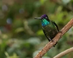 Magnificent hummingbird