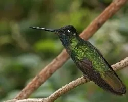 Magnificent hummingbird