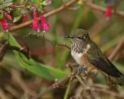Volcano hummingbird hembra