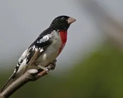 Pheucticus ludovicianus