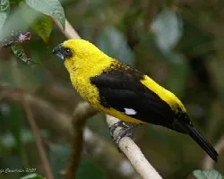Pheucticus tibialis(Black-thighed Grosbeak)