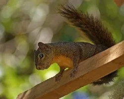 ardilla
