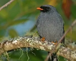 Black-faced Solitaire-Myadestes melanops