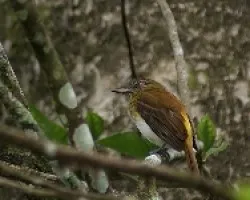 Bright-rumped Attila (Attila spadiceus)