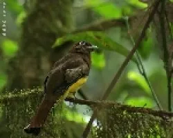 trogon rufus hembra