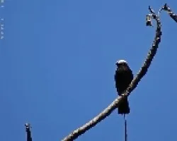 Long tailed Tyrant