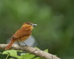 Pachyramphus cinnamomeus
