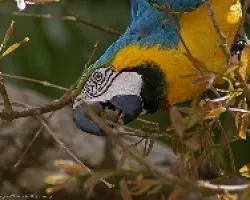 Ara ararauna