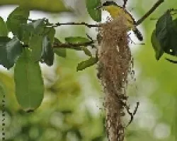 Common tody Flycatcher