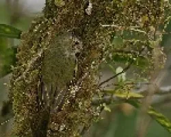 Paltry Tyrannulet (Zimmerius vilissimus)