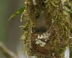 Paltry Tyrannulet (Zimmerius vilissimus)