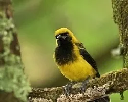 Black-cowled Oriole jóven