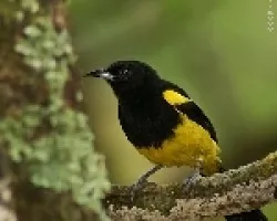 Black-cowled Oriole adulto