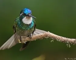 White-throated Mountani-gem