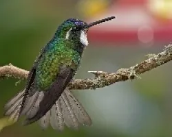 White-throated Mountani-gem