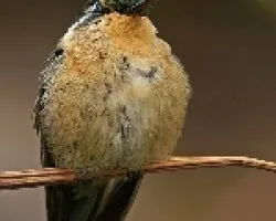Purple-throated Mountain-gem (hembra)