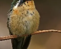 Purple-throated Mountain-gem (hembra)