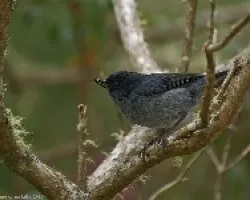 Slaty Flowerpiercer