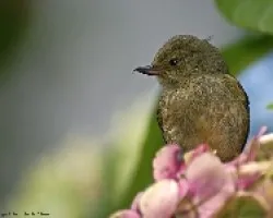 Slaty Flowerpiercer