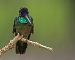 Magnificient Hummingbird (macho)
