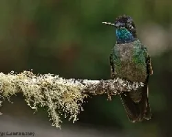Magnificient Hummingbird (macho)