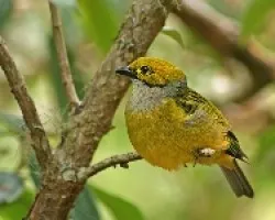 tangara icterocephala