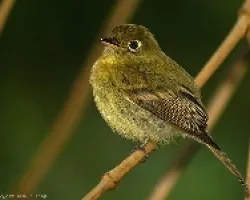Empidonax flavescens