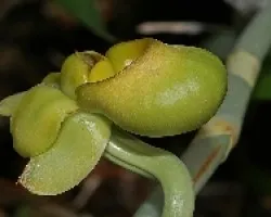 catasetum maculatum femenino