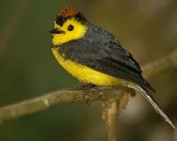 Collared Redstart