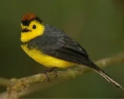 Collared Redstart