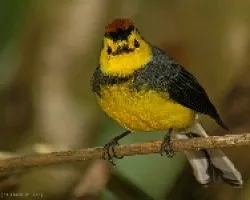 Collared Redstart
