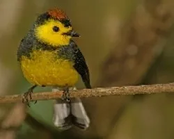 Collared Redstart