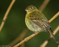 Empidonax flavescens