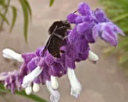 fumigado