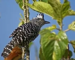 Cuijen (Barred Antshrike macho)